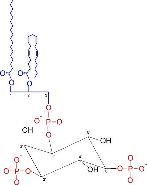 File:Phosphatidylinositol-3,5-bisphosphate.jpg