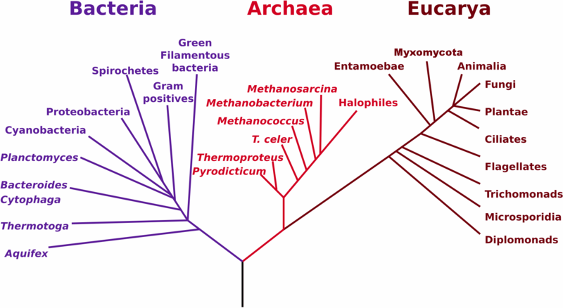 File:PhylogeneticTree.png