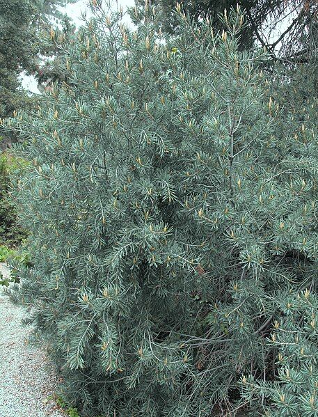 File:Pinusquadrifolia.jpg