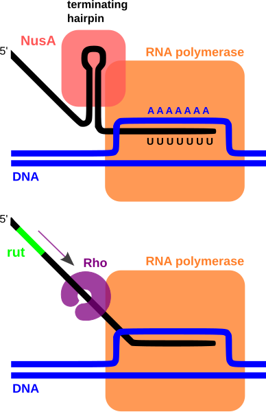 File:Prokaryotic terminators-en.svg