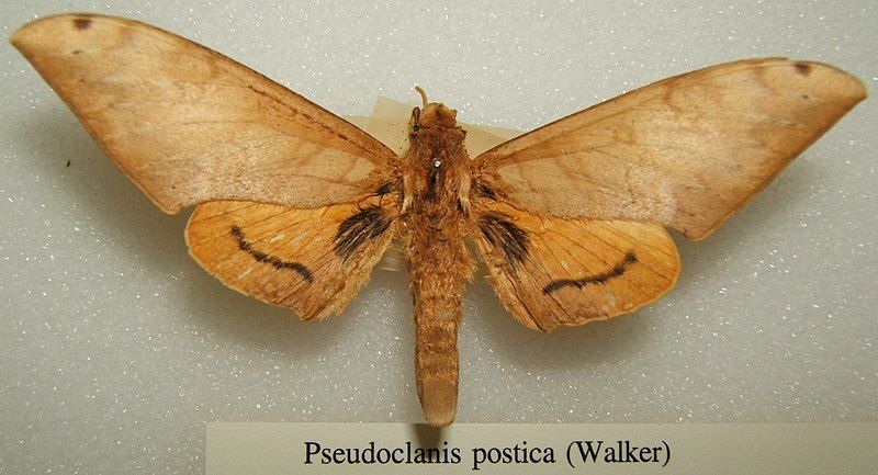 File:Pseudoclanis postica sjh.jpg