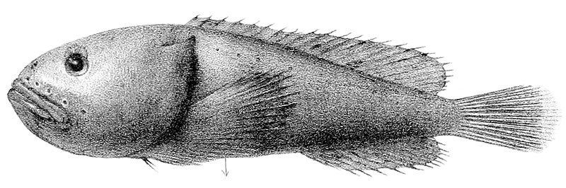 File:Psychrolutes inermis 2.jpg