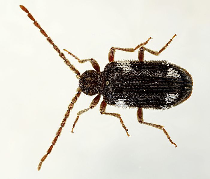 File:Ptinus sexpunctatus up.jpg