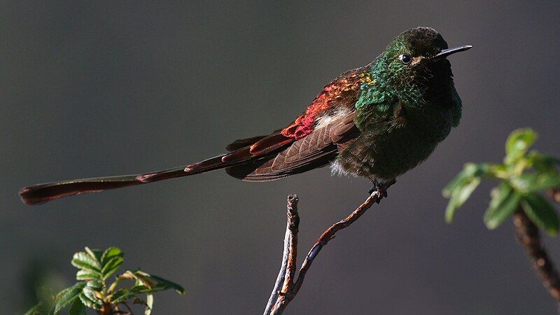 File:Red-tailed Comet.jpg