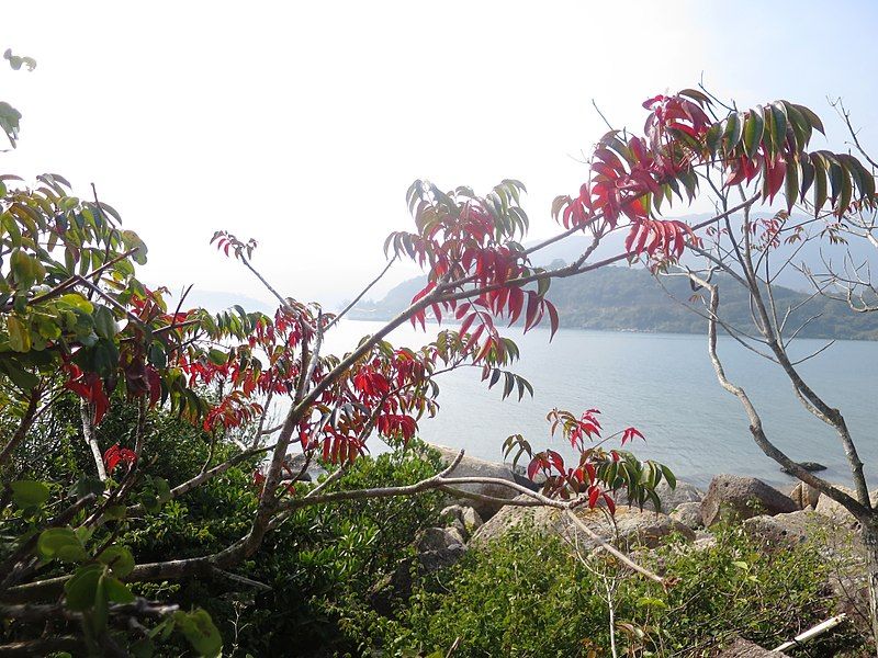 File:Rhus succedanea.jpg