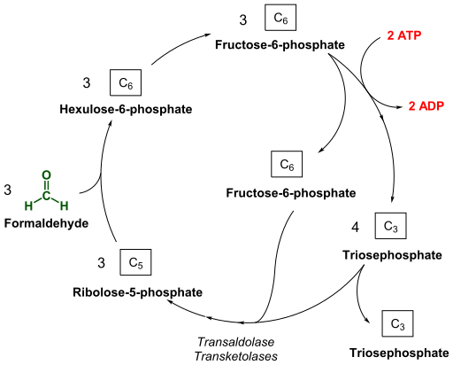 File:RuMP pathway.svg