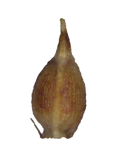 File:Sgraminifolius-nutlet.jpg