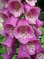 16 Digitalis purpurea