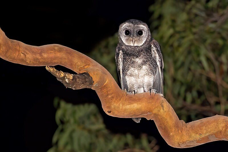 File:Sooty Owl A22I9873.jpg