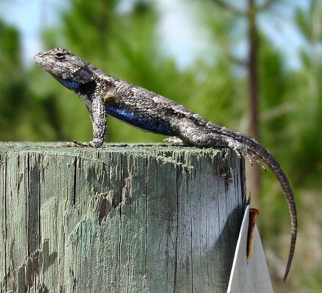 File:Southern Fence Lizard.jpg