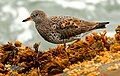 Surfbird - Humboldt County, California