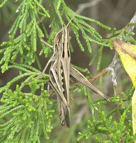 File:Syrbula admirabilis P1320190b.jpg