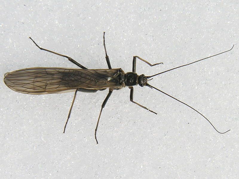 File:Taeniopteryx nebulosa2.jpg