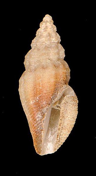 File:Tenaturris sp. 001.jpg