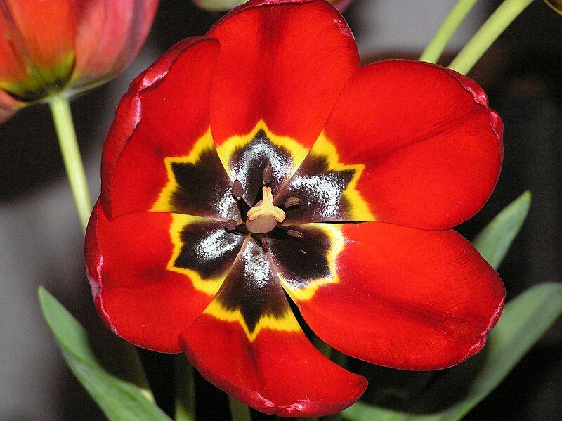 File:Tulip inside.jpeg