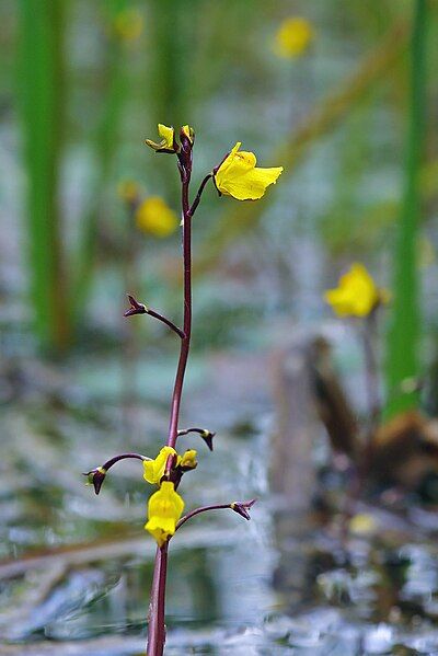 File:UtriculariaVulgarisFlowering.jpg