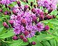 Tall Ironweed (Vernonia gigantea; Vernonia altissima)