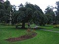 Weeping Elm, Halifax Public Gardens