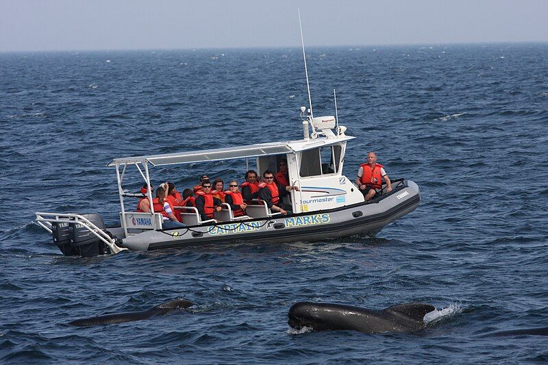 File:Whale-Watching Cape Breton.JPG