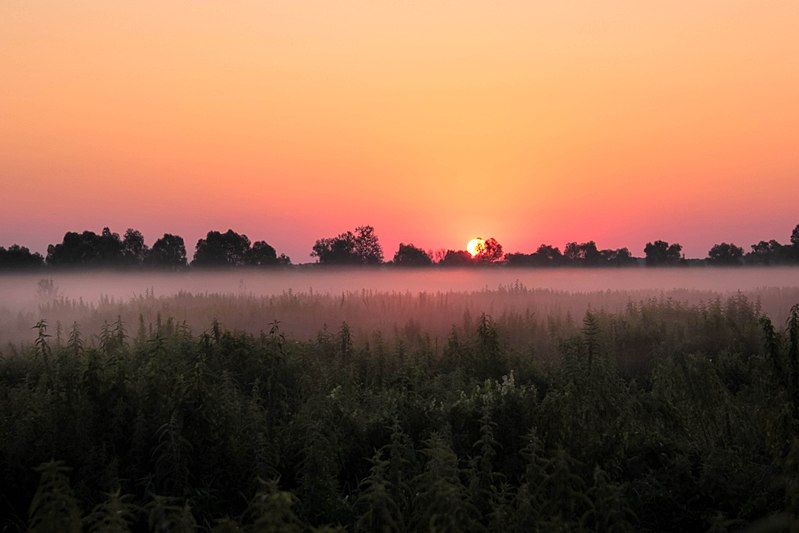 File:Світанок у полі.jpg