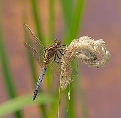 Immature male