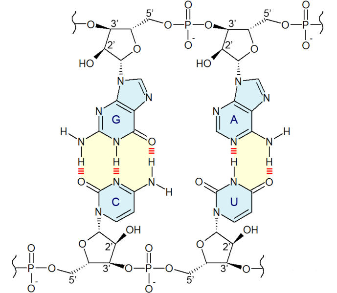 File:AGCT RNA mini.png