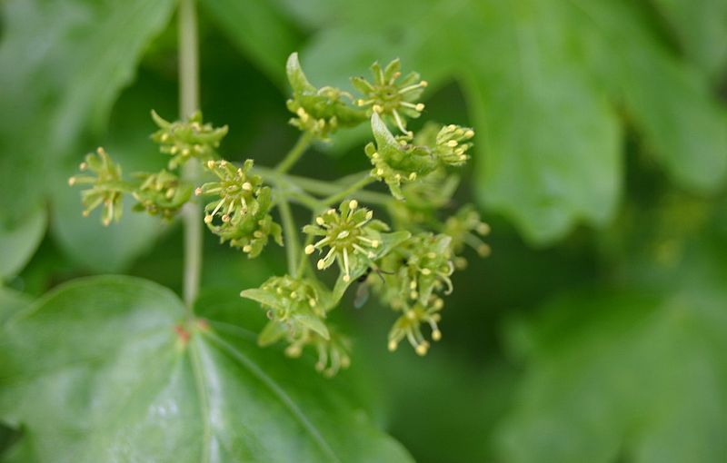 File:Acer-campestre-flowers.JPG