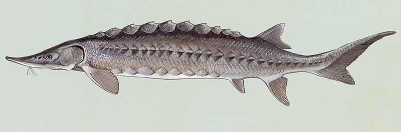 File:Acipenser oxyrhynchus.jpg