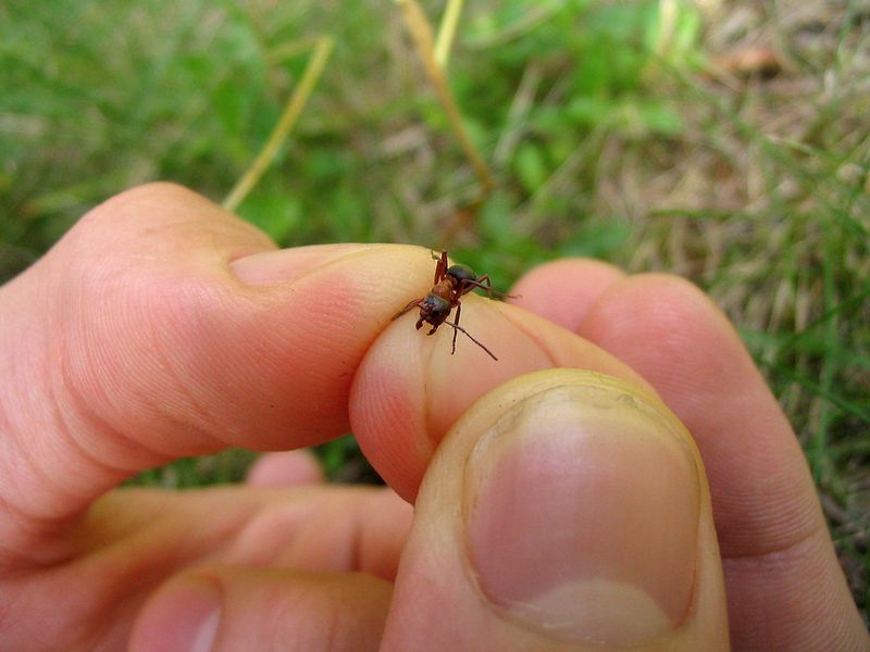 File:Ant.jpg