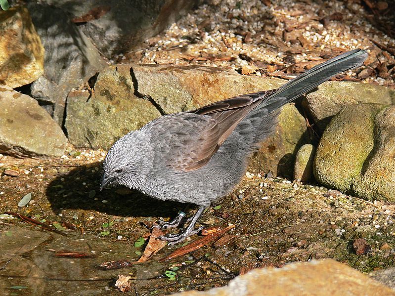 File:Apostlebird 442.jpg