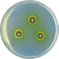 Aspergillus astellatus growing on CYA plate