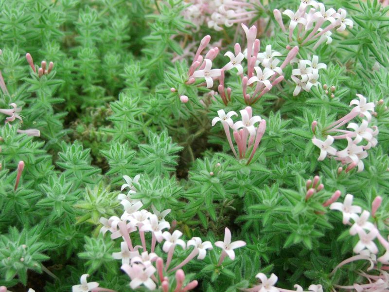 File:Asperula arcadiensis (rubiaceae).JPG