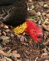 Australian Brush-turkey, male