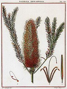 Banksia ericifolia