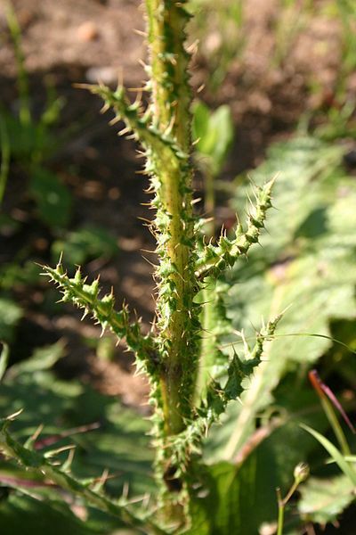 File:Berkheya radula01.jpg