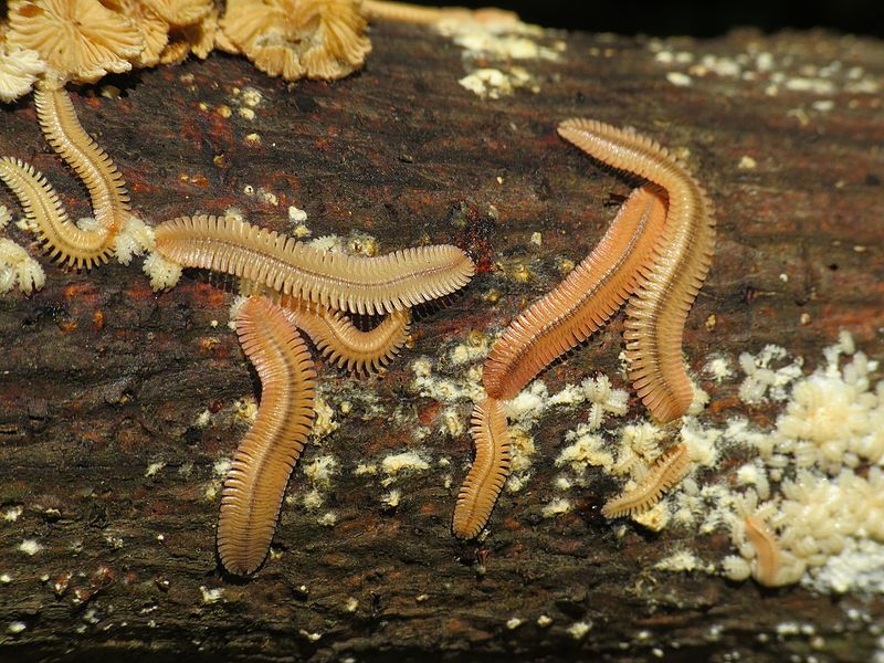 File:Brachycybe Colony.jpg