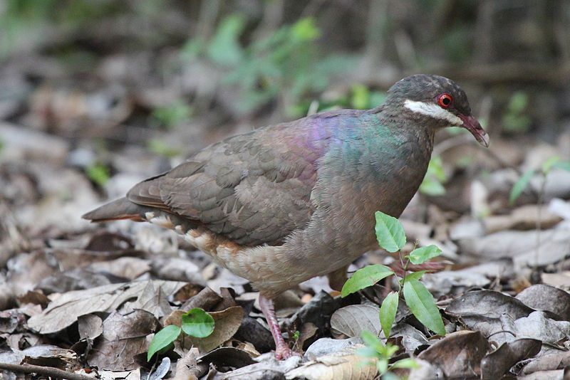 File:Bridled Quail-Dove (7624361038).jpg