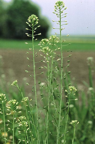 File:Camelina sativa eF.jpg