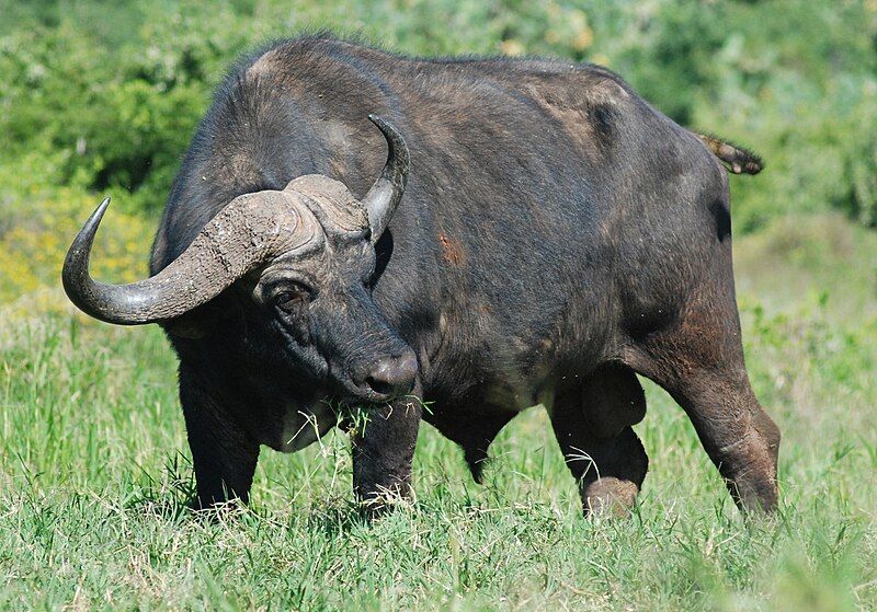 File:Cape Buffalo (Addo).JPG