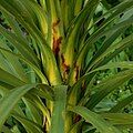 Brown stained mines on Cordyline australis showing evidence of Catamacta lotinana