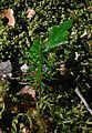 A seedling of P. aspleniifolius with needle-like juvenile leaves