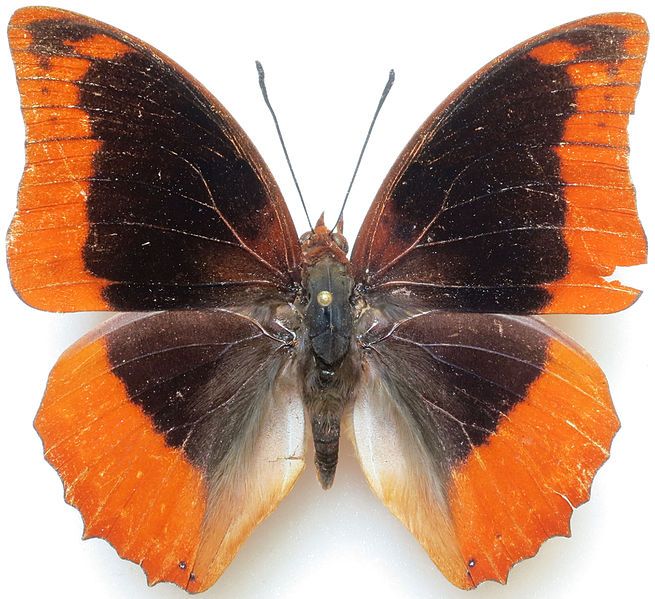 File:Charaxes protoclea azota.jpg