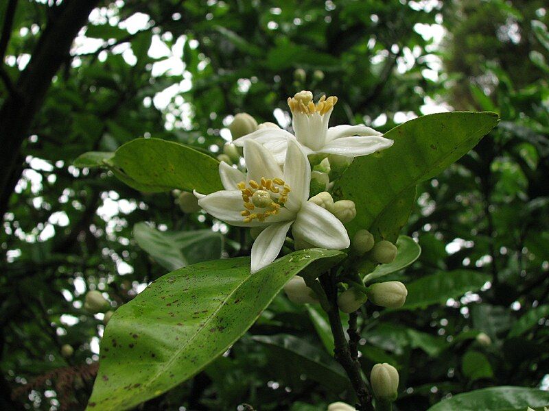 File:Citrus natsudaidai Melanose.jpg