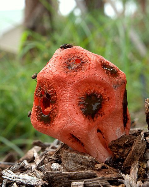 File:Clathrus crispus.jpg