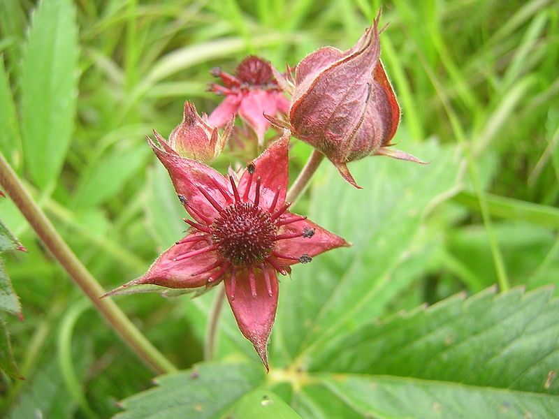 File:Comarum palustre.JPG