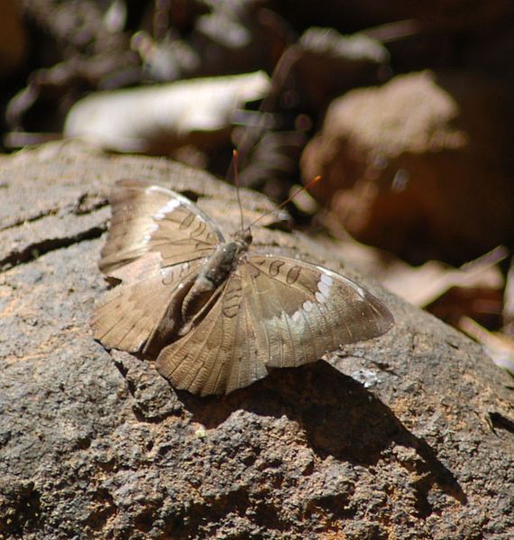 File:Common baron female.JPG