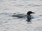 Common loon