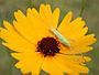 Coreopsis