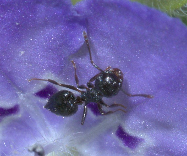 File:Crematogaster lineolata P1370733a.jpg