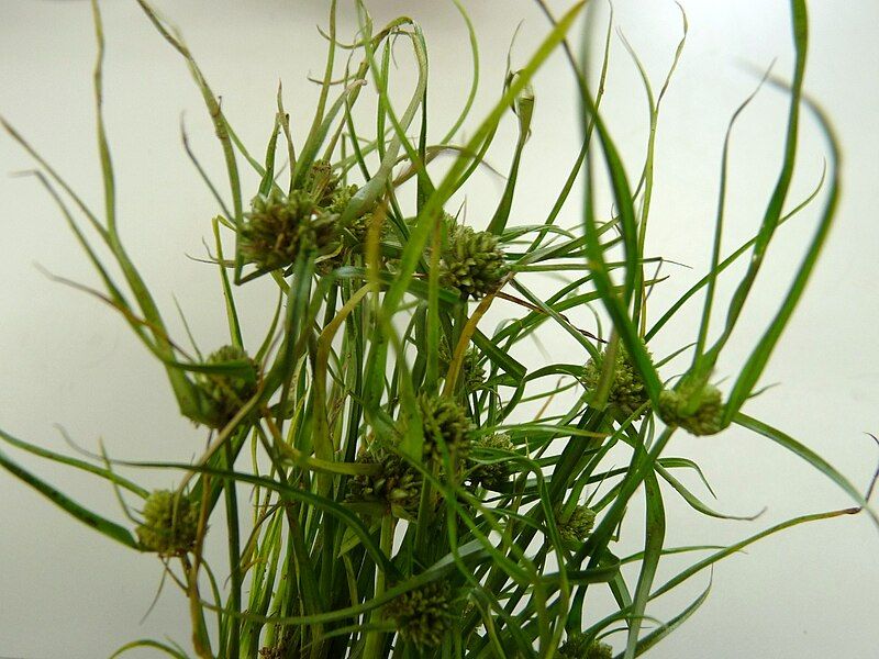 File:Cyperus pacificus.JPG